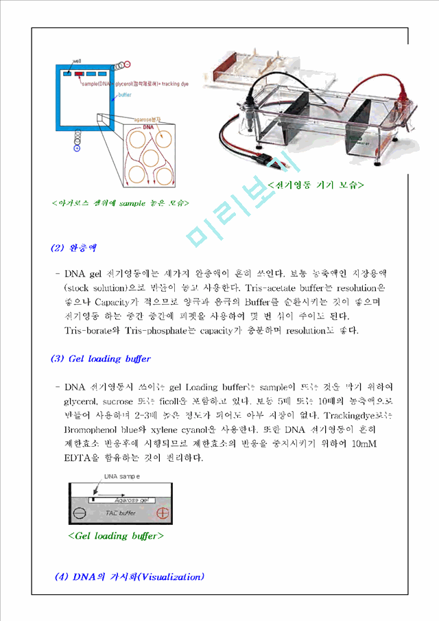 [레포트] [식물생리학]제한효소 DNA 절단과 전기영동법과 PCR에 의한 DNA분리 및 확인.hwp